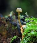 Mycena_picta_hz7057