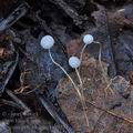 Mycena_polyadelpha_bm9257