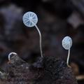 Mycena_polyadelpha_bm9271