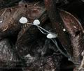 Mycena_polyadelpha_bo8831