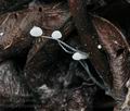 Mycena_polyadelpha_bo8831