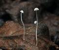 Mycena_polyadelpha_bo8846