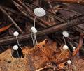 Mycena_polyadelpha_bt1782