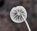 Mycena_polyadelpha_bt1790