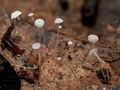 Mycena_polyadelpha_jd5632s