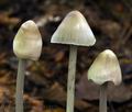 Mycena_polygramma_bv2133