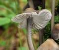 Mycena_polygramma_bv3080