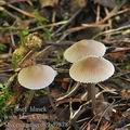 Mycena_praecox_bc9878