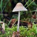 Mycena_praecox_bd9900