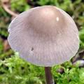 Mycena_praecox_bd9908