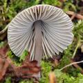 Mycena_praecox_bd9913