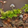 Mycena_pseudocorticola_bm9674