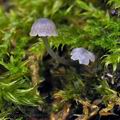 Mycena_pseudocorticola_bm9679