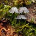 Mycena_pseudocorticola_bm9697