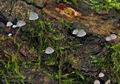 Mycena_pseudocorticola_bs8229