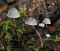 Mycena_pseudocorticola_bs8240