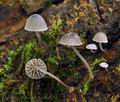 Mycena_pseudocorticola_bs8243