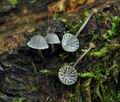 Mycena_pseudocorticola_bs8244