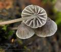 Mycena_pseudocorticola_bs8250