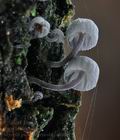 Mycena_pseudocorticola_ca4061