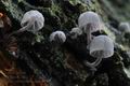 Mycena_pseudocorticola_ca4064