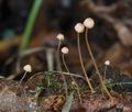 Mycena_pterigena_bm5399