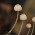 Mycena_pterigena_bm5407