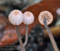 Mycena_pterigena_bm5437