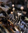 Mycena_pterigena_bm5447