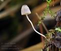 Mycena_pterigena_bv7815