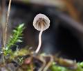 Mycena_pterigena_bv7819