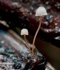 Mycena_pterigena_cg2463s