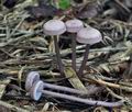 Mycena_pura_bo9776