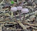 Mycena_pura_bo9782