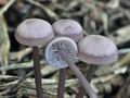 Mycena_pura_bo9785