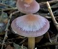 Mycena_pura_jd4598