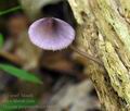 Mycena_purpureofusca_bm1852