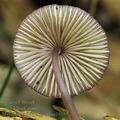 Mycena_purpureofusca_bm1865