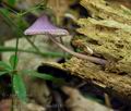 Mycena_purpureofusca_bm1874