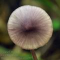 Mycena_purpureofusca_bm1885