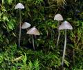 Mycena_purpureofusca_hy9431