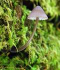 Mycena_purpureofusca_hy9447