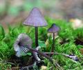 Mycena_purpureofusca_hy9465