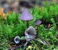 Mycena_purpureofusca_hy9467