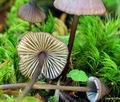 Mycena_purpureofusca_hy9473