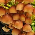 Mycena_renati_bf8241