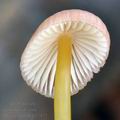 Mycena_renati_bh7472