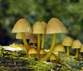 Mycena_renati_bk2806