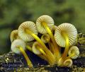 Mycena_renati_bk2808