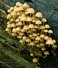 Mycena_renati_hy7862